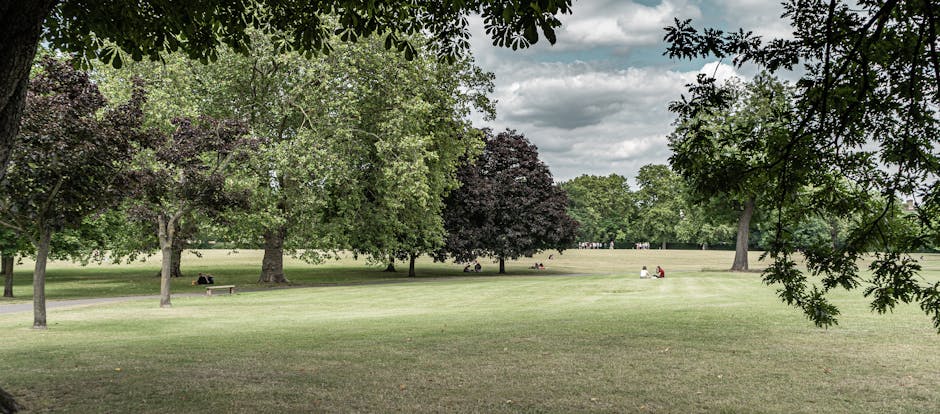 The image shows a large park area with a well-maintained grassy field surrounded by various mature trees with dense foliage, including some with dark purple leaves and others with green leaves. There are a few people visible in the distance, sitting on benches or the grass, enjoying the outdoor environment. The sky above is cloudy, casting diffused light across the scene. In the foreground, part of a tree with green leaves frames the view from above. This setting provides a peaceful outdoor backdrop suitable for outdoor activities or relaxing during a home relocation or moving process. Regarding house removals and furniture transport, the image depicts an open, accessible space that could serve as a parking or loading zone where [COMPANY_NAME] might coordinate loading and unloading of packed boxes, furniture, or appliances, with the natural environment emphasizing the importance of parking advice and strategic placement for efficient packing and moving logistics in Southgate, as referenced on the page about parking advice in Southgate.